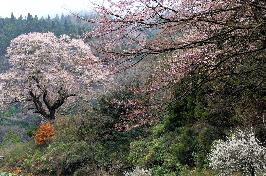 米谷の桜3