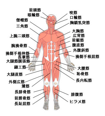 筋肉の人体解剖図 画像 イラスト